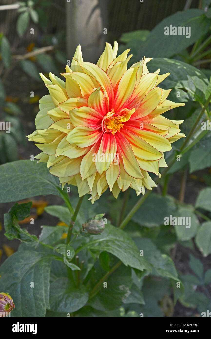 Fioritura Dahlia 'Dazzling Magic ' in un bordo del giardino Foto Stock