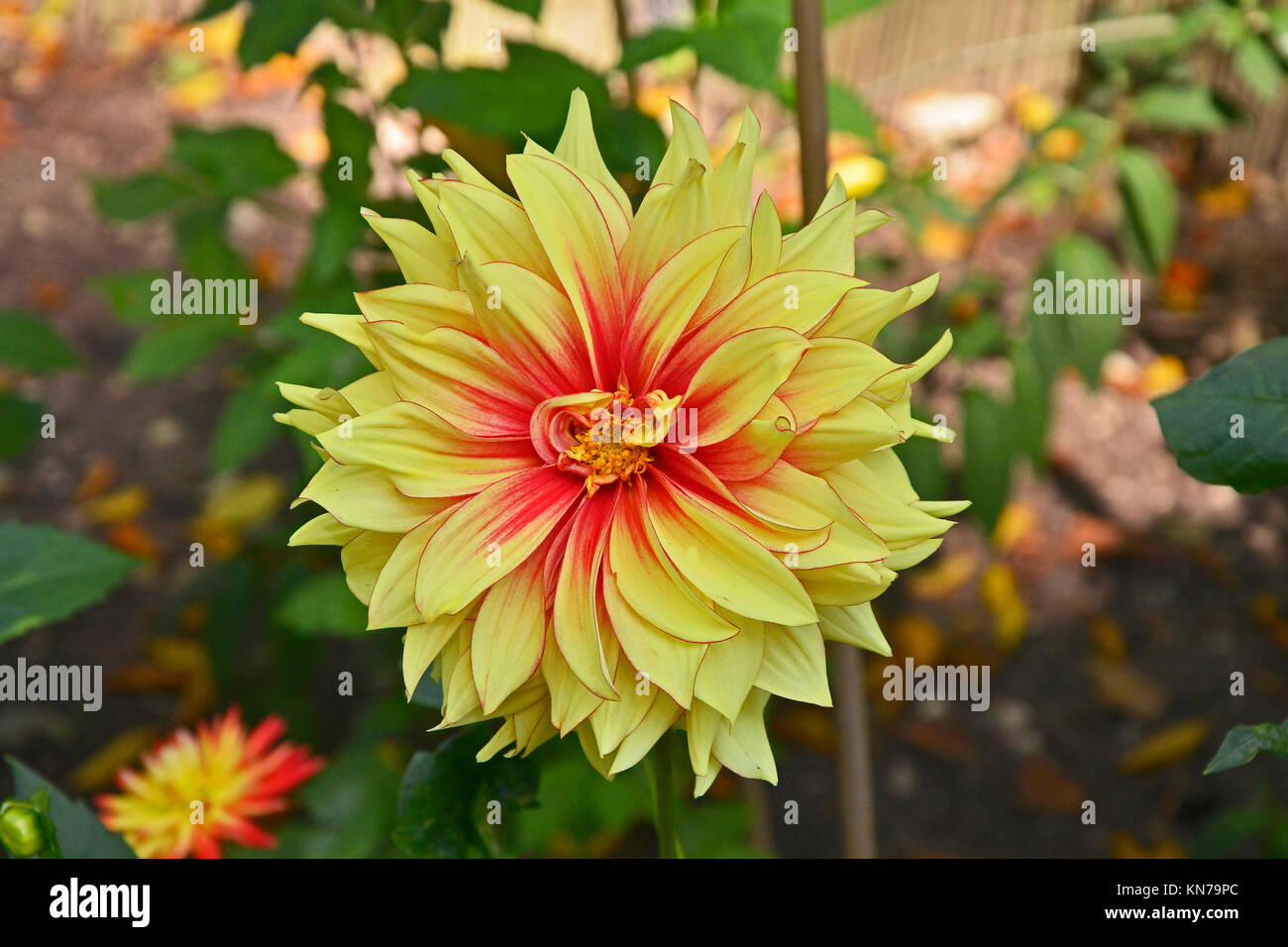 Fioritura Dahlia 'Dazzling Magic ' in un bordo del giardino Foto Stock