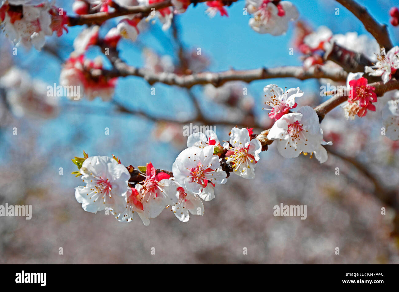 Fiore di Ciliegio fioritura in primavera Foto Stock