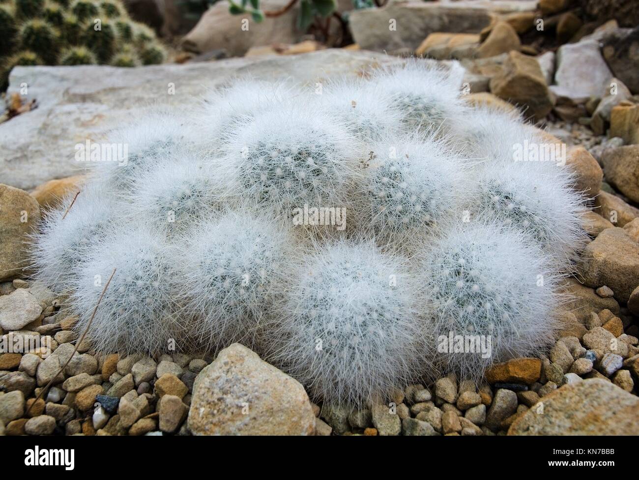 Poco pelose a forma di sfera cactus Cactaceae pianta. Foto Stock