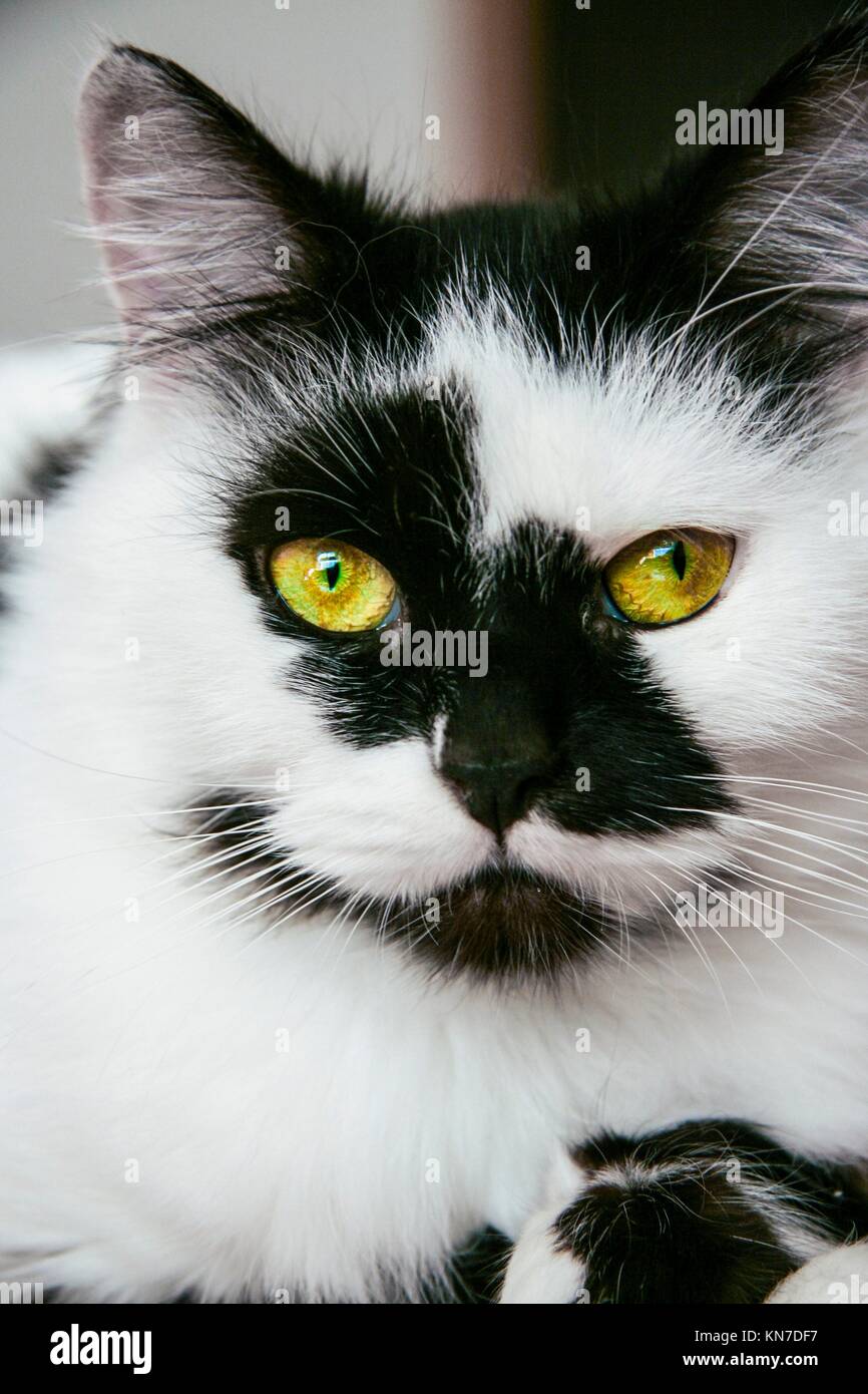 Bella maculato bianco e nero gatto maschio con occhi verdi a casa. Foto Stock