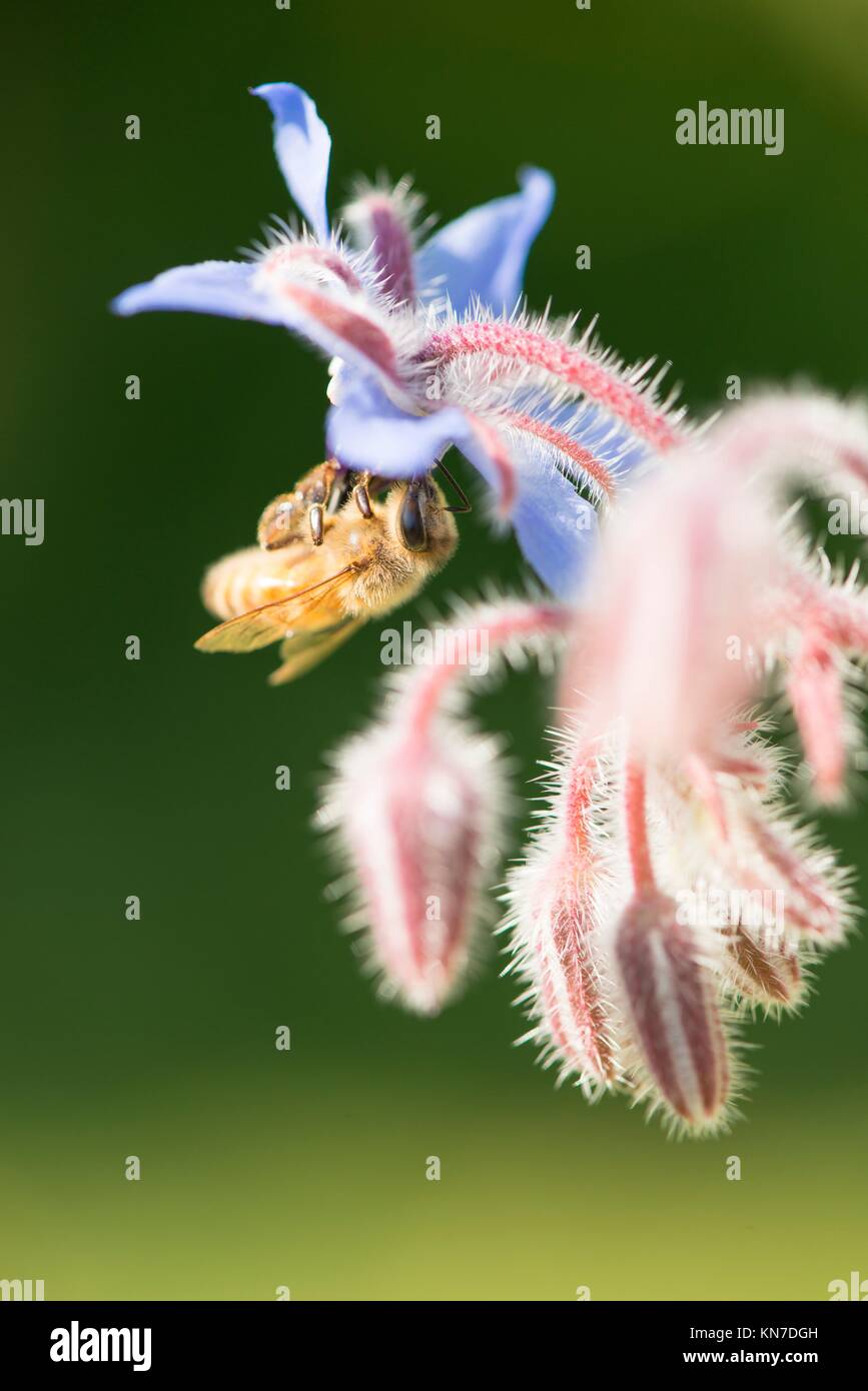 Bee close up. Bella estate natura dettaglio con l'impollinazione di fiore in giardino. Concetto di miele, ecosistema e fauna di insetti. Foto Stock
