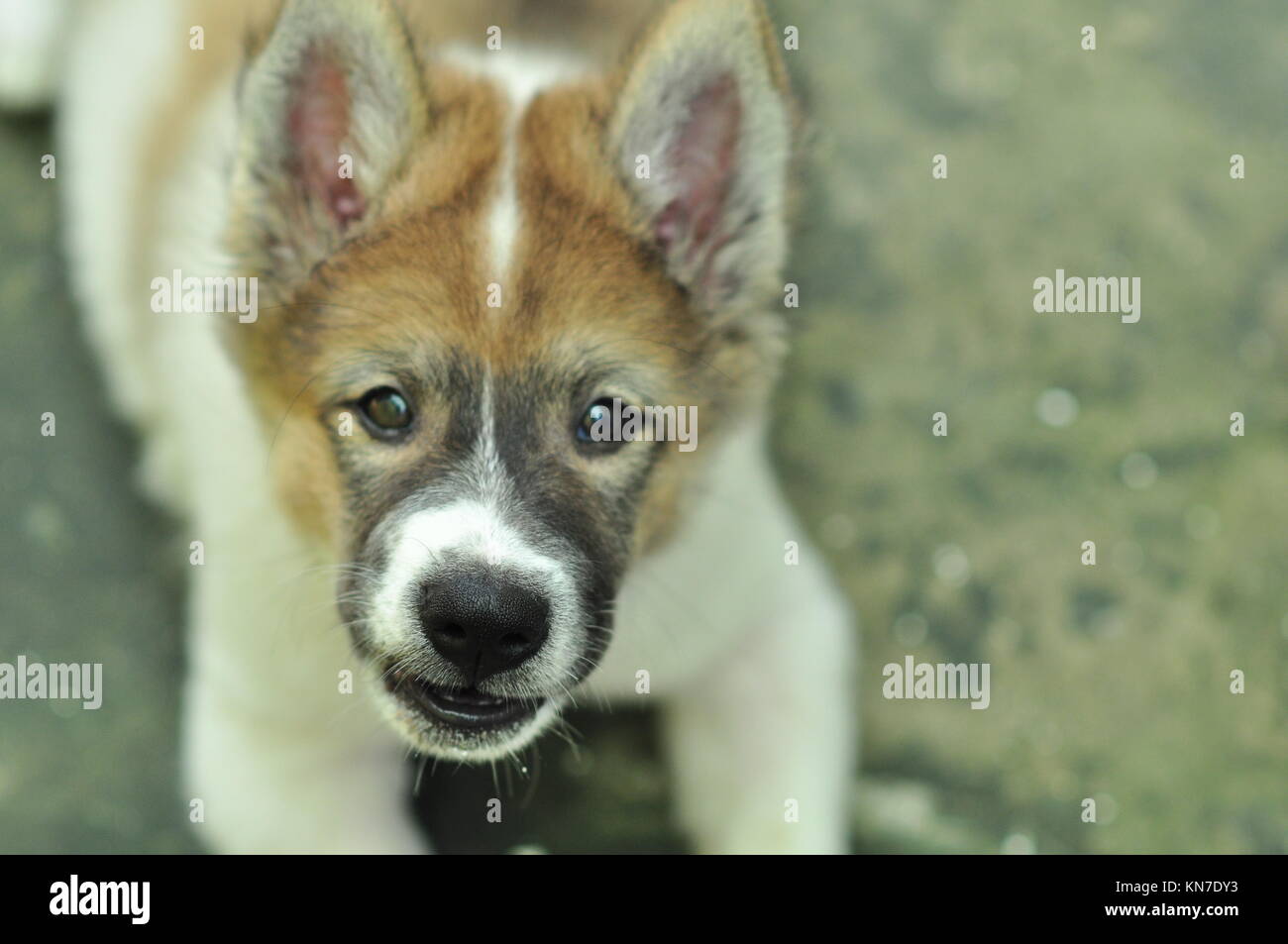 Thai Bangkaew Dog Foto Stock