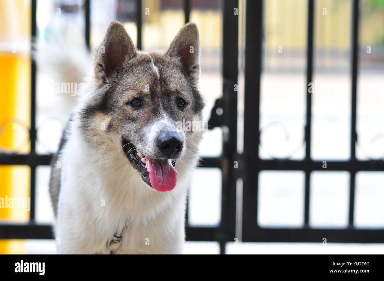 Thai Bangkaew Dog Foto Stock