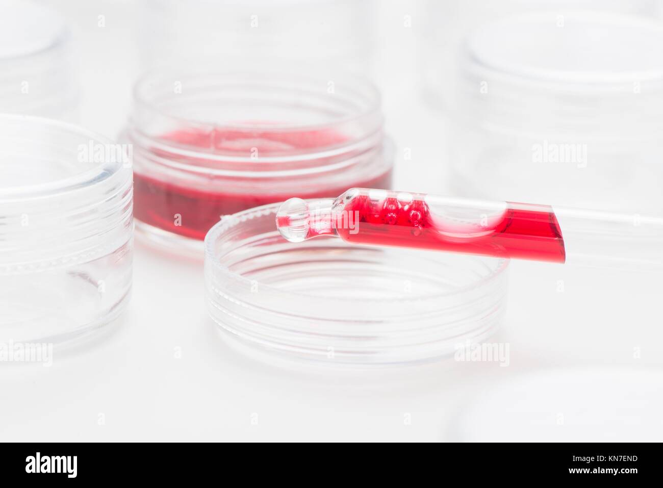 La ricerca di laboratorio con fluidi. Immagine concettuale della sperimentazione clinica, l'analisi scientifica e della scienza della salute. Foto Stock