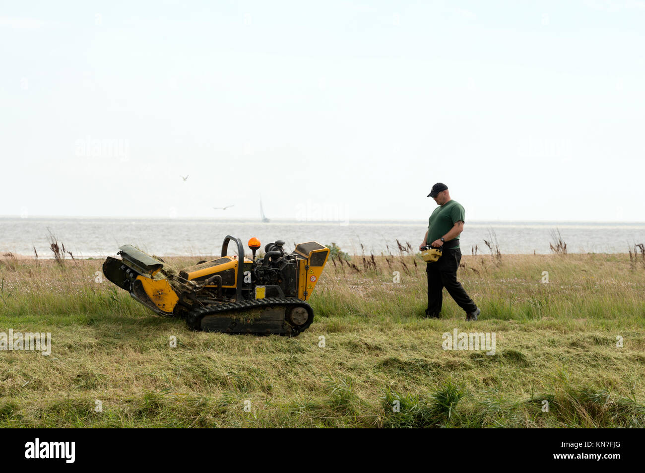 Agenzia per l'ambiente il taglio dell'erba dal mare parete utilizzando un controllo radio di taglio di erba Foto Stock