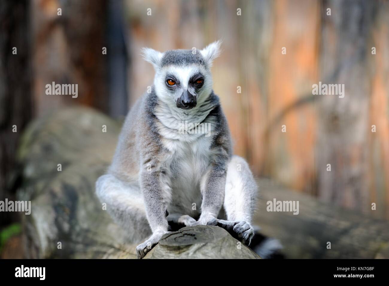 Anello lemure codato su un ramo Foto Stock