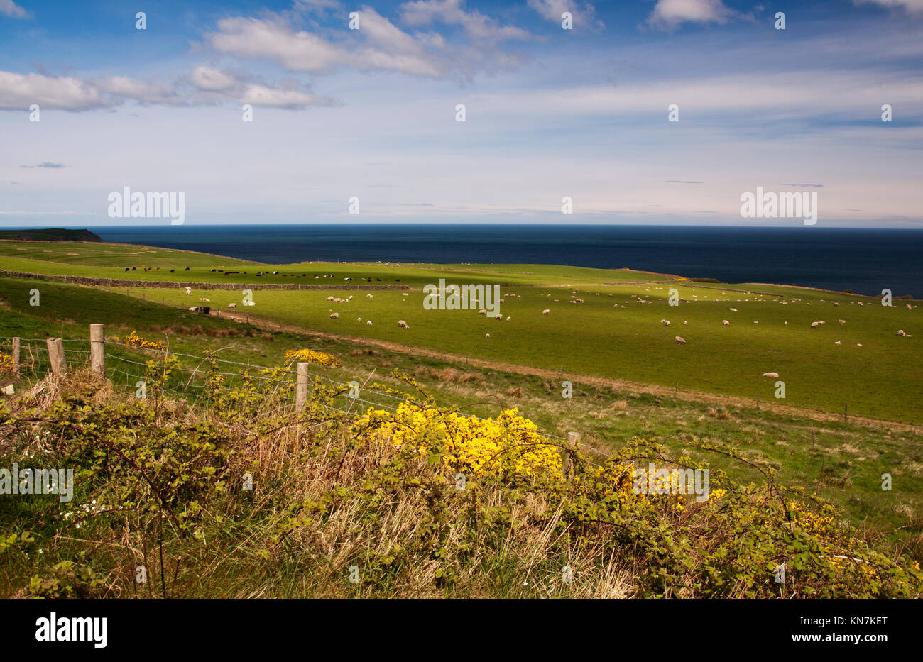 Vista dalla traccia di cenere dal vicino a fondo Hawsker sulla costa est del North Yorkshire, situato tra Whitby e Robin cappe Bay. Foto Stock