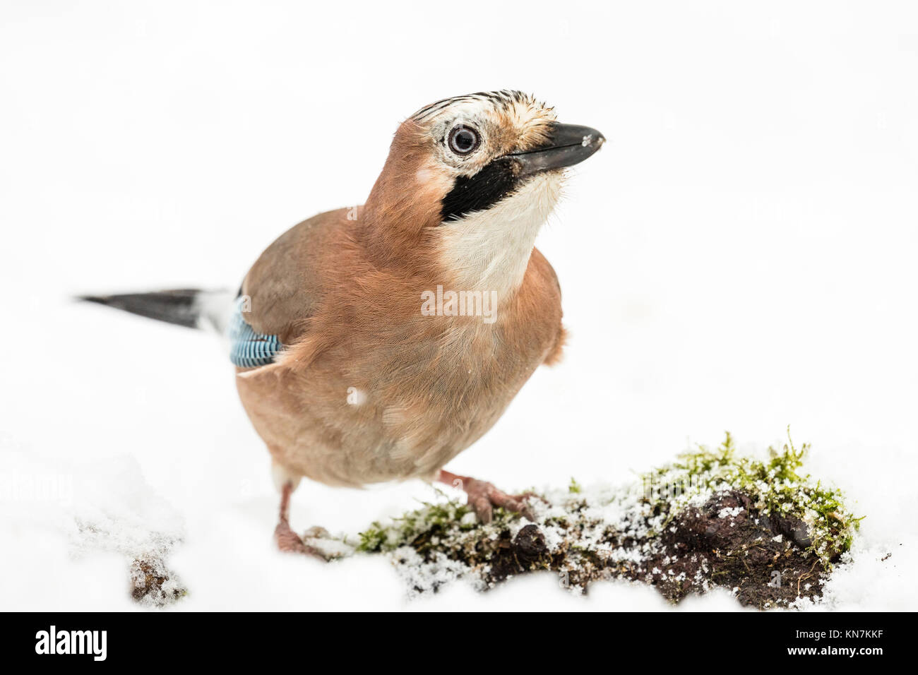 Un jay rovistando in un inverno nevoso impostazione Foto Stock