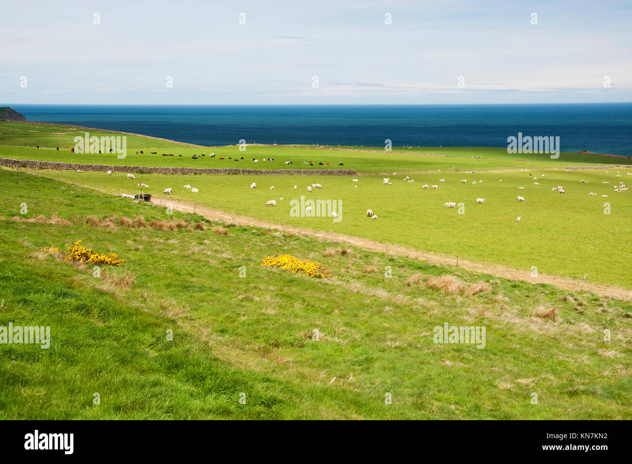 Vista dalla traccia di cenere dal vicino a fondo Hawsker sulla costa est del North Yorkshire, situato tra Whitby e Robin cappe Bay. Foto Stock
