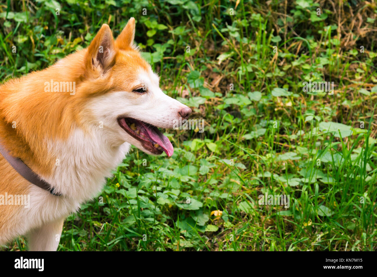 Sheepdog islandese tipico Home Pet camminare intorno alla passeggiata diurna Park felice lingua piuttosto carino animale Foto Stock