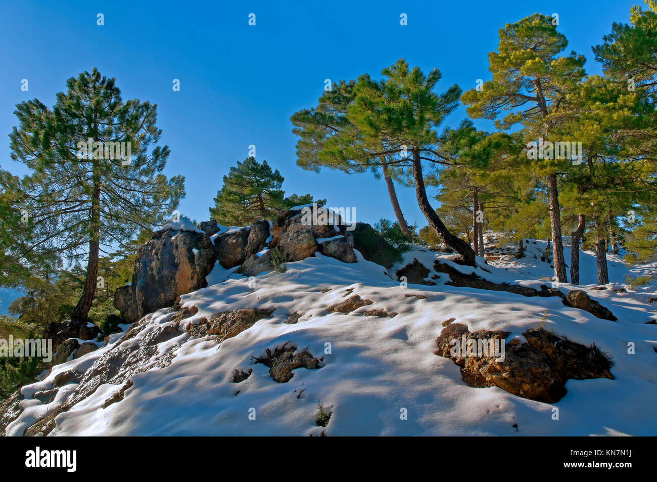 Bosco innevato paesaggio, parco naturale della Sierras de Cazorla Segura y Las Villas, Jaen provincia, regione dell'Andalusia, Spagna, Europa Foto Stock