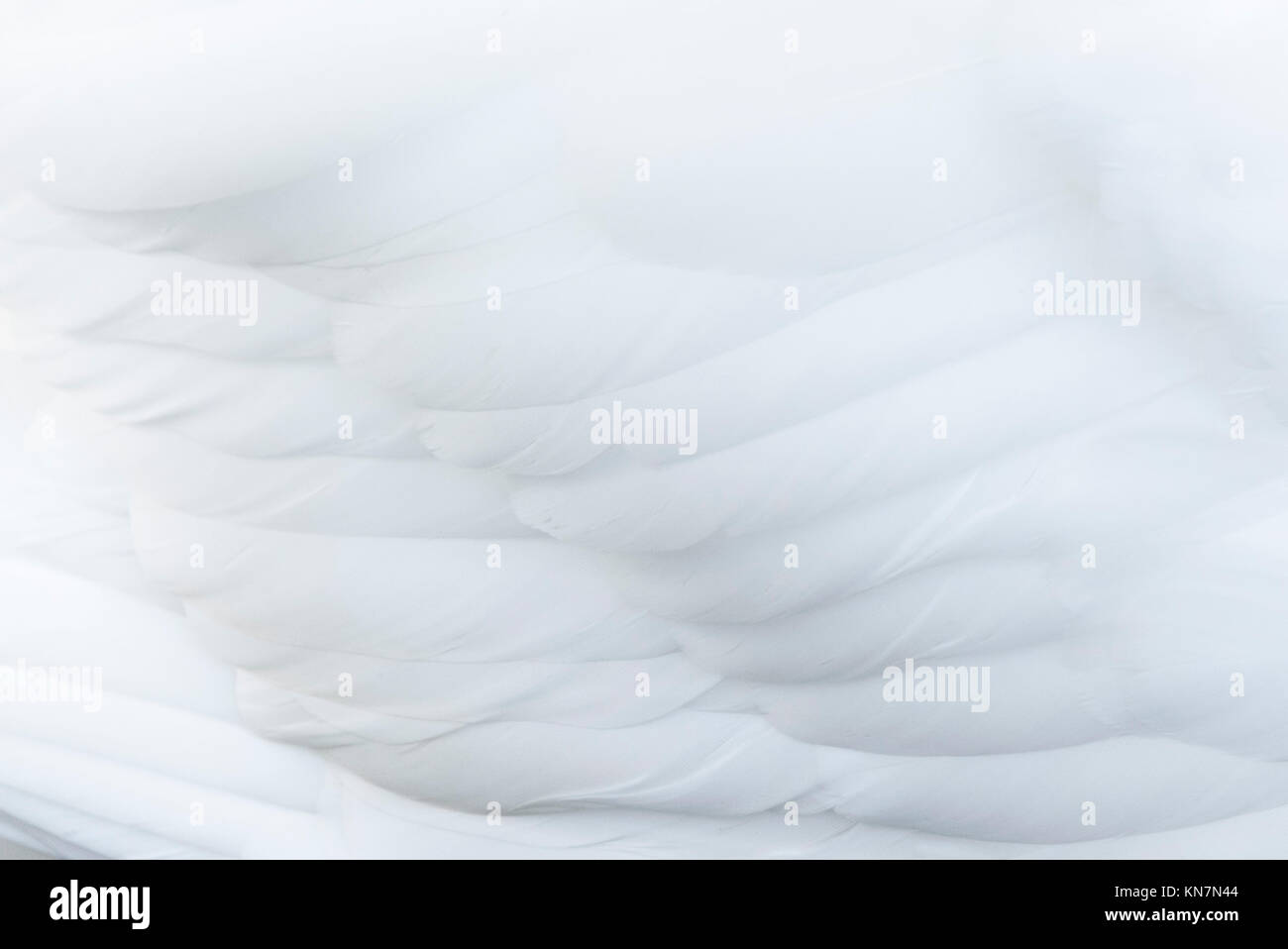 Le piume di un cigno bianco Foto Stock