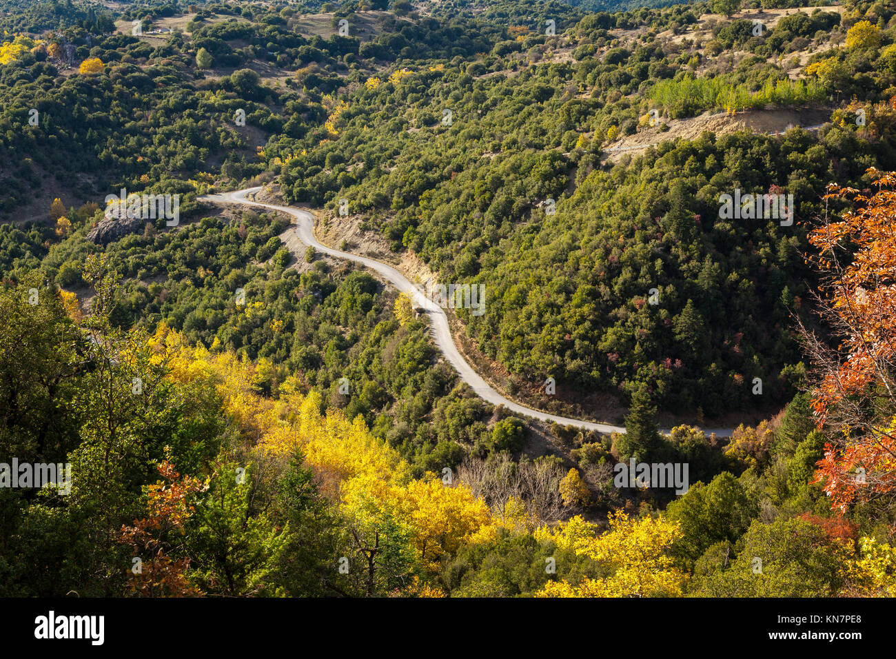 Strada nella fitta foresta, nella regione di Arcadia, Peloponneso e Grecia. Foto Stock