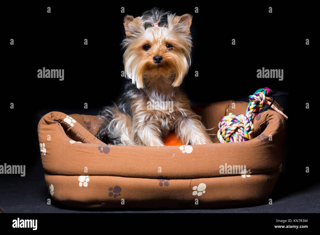 Miniatura cane di razza Yorkshire Terrier con una fascia elastica su i suoi capelli si siede nel suo lettino, isolato su nero Foto Stock