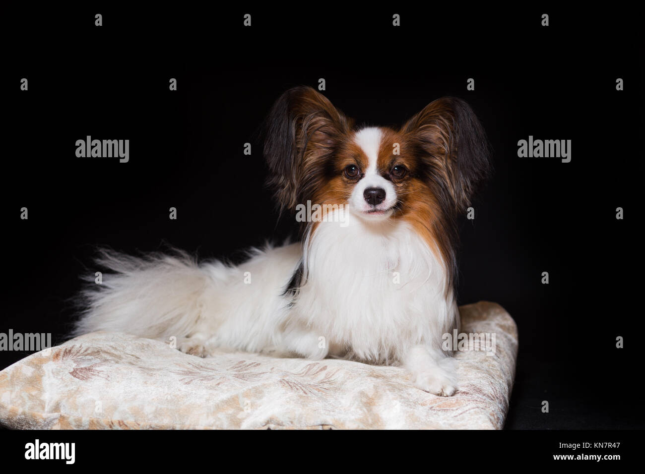 Papillon cane giace contenti sul suo lettino, isolato su nero Foto Stock