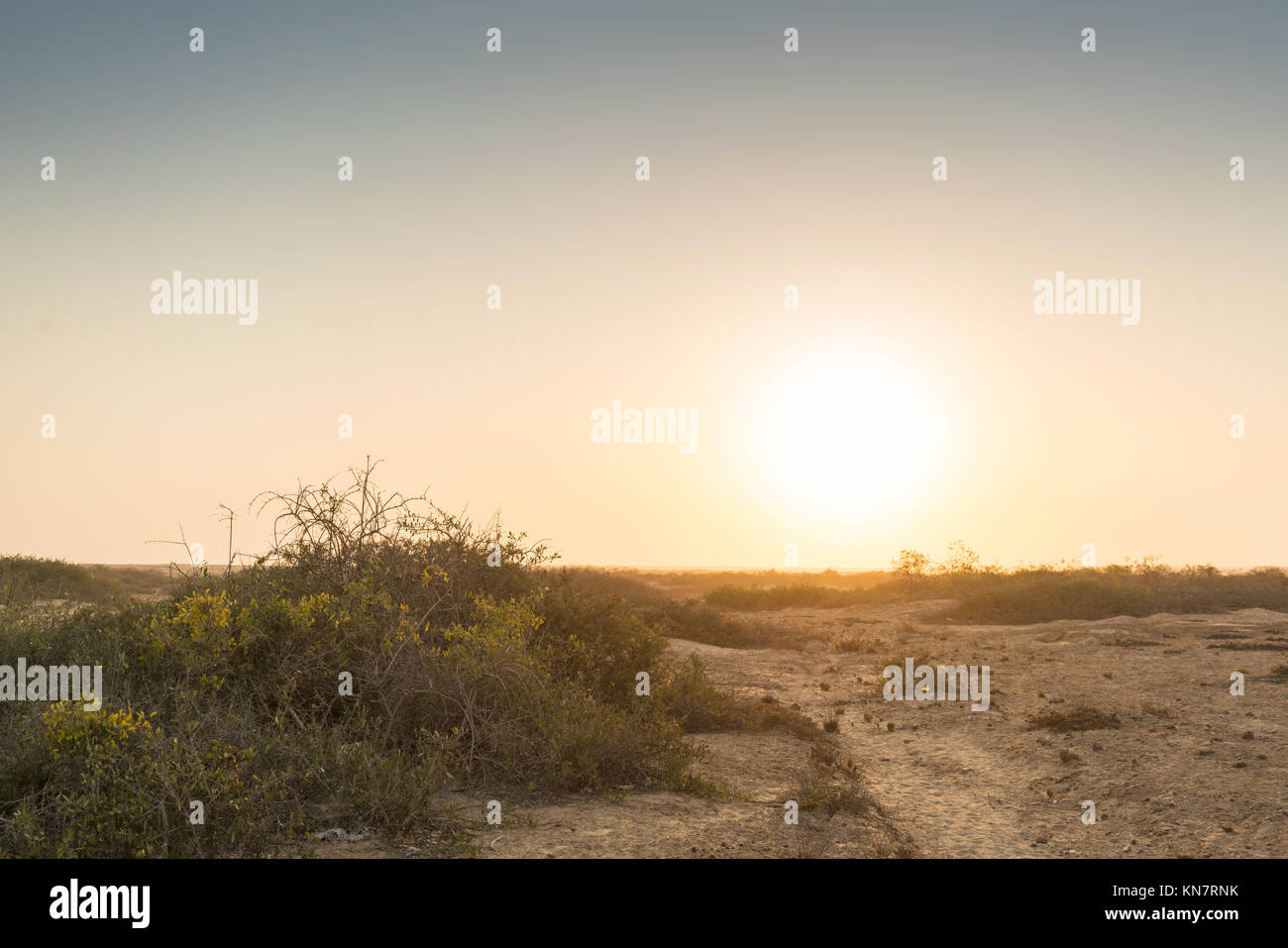 Sunrise nel deserto Namibe. Con arbusti. Foto Stock