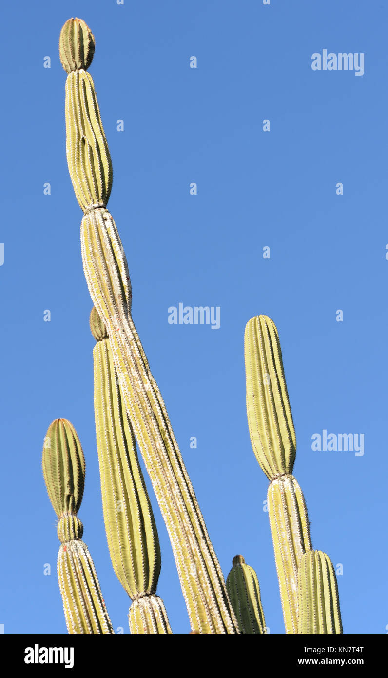 Le piante di candelabri cactus (Jasminocereus thouarsii var. thouarsii), una pianta endemica di Galapagos. Puerto Baquerizo Moreno, San Cristobal, Galapagos, Foto Stock
