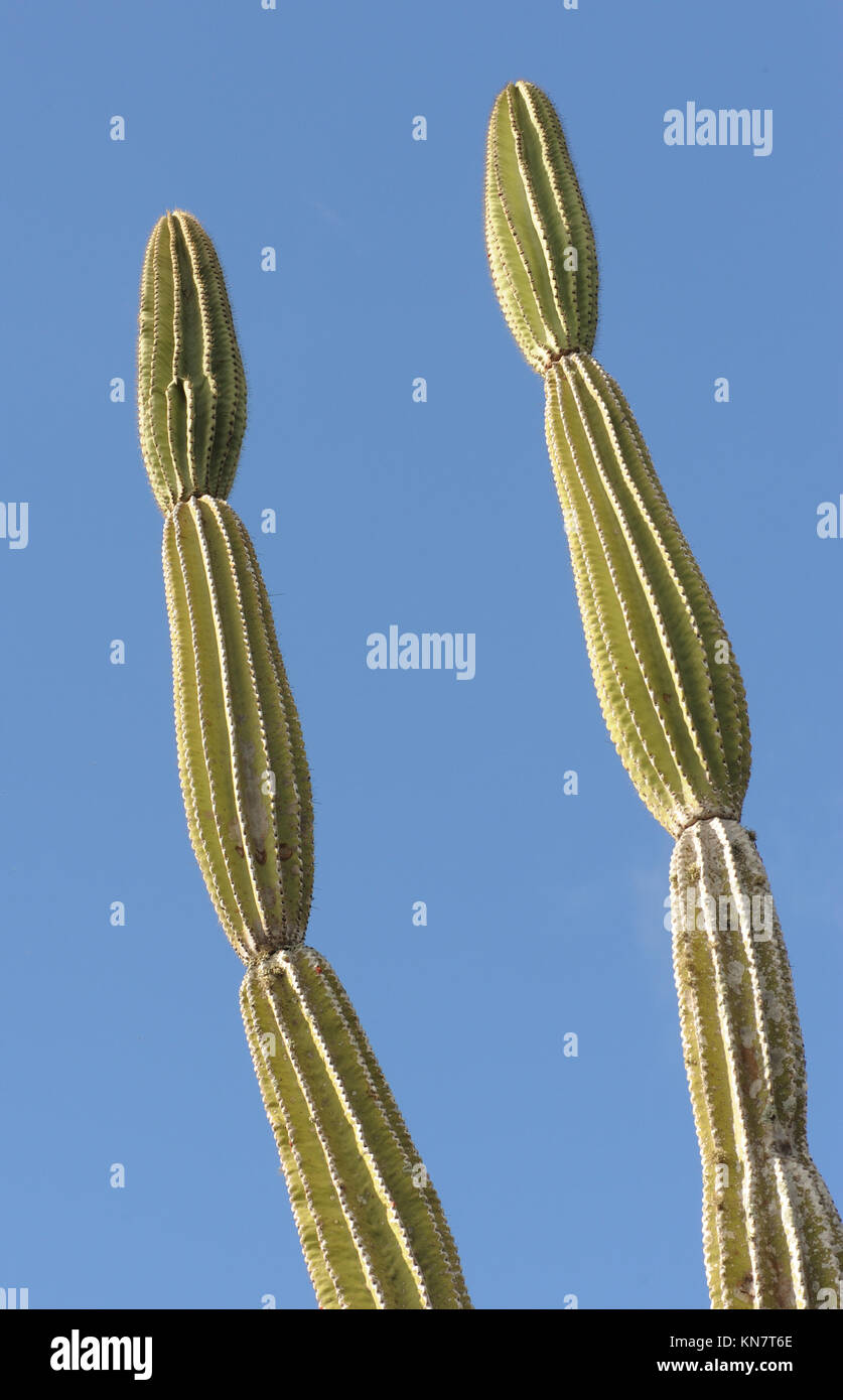 Le piante di candelabri cactus (Jasminocereus thouarsii var. thouarsii), una pianta endemica di Galapagos. Puerto Baquerizo Moreno, San Cristobal, Galapagos, Foto Stock