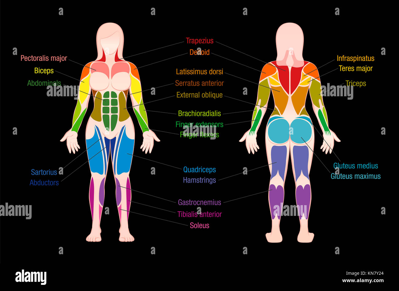 Diagramma del muscolo con la maggior parte dei muscoli importanti del corpo femminile - colorate anteriore ed una vista posteriore - illustrazione marcato sul retro nero Foto Stock