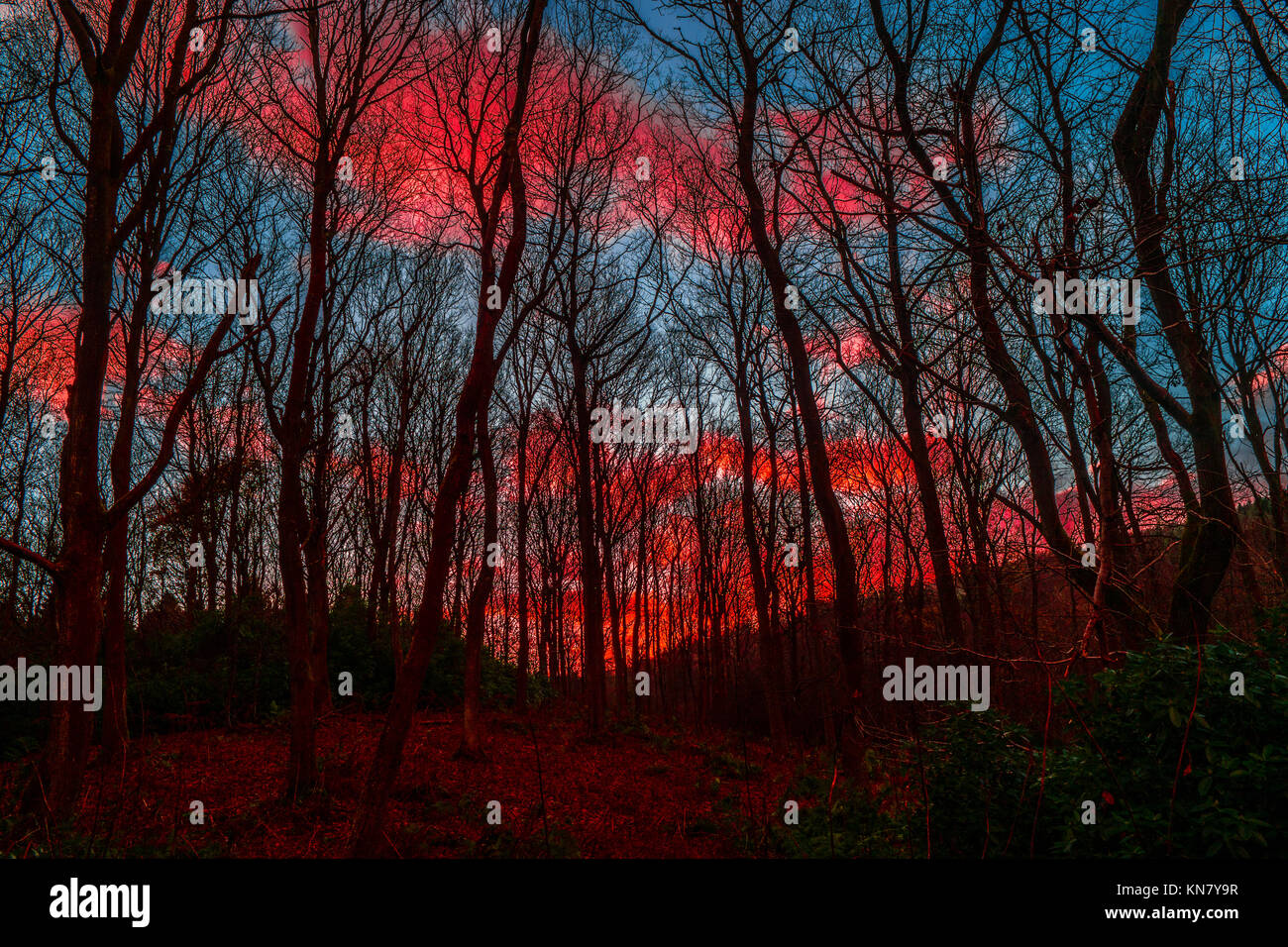 Linea di alberi in inverno con cielo rosso tramonto. Foto Stock