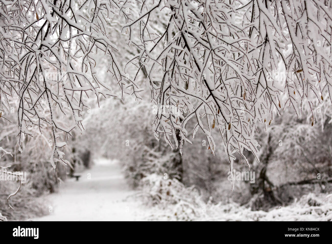 Sentiero Ystwyth in Ceredigion, Galles Foto Stock