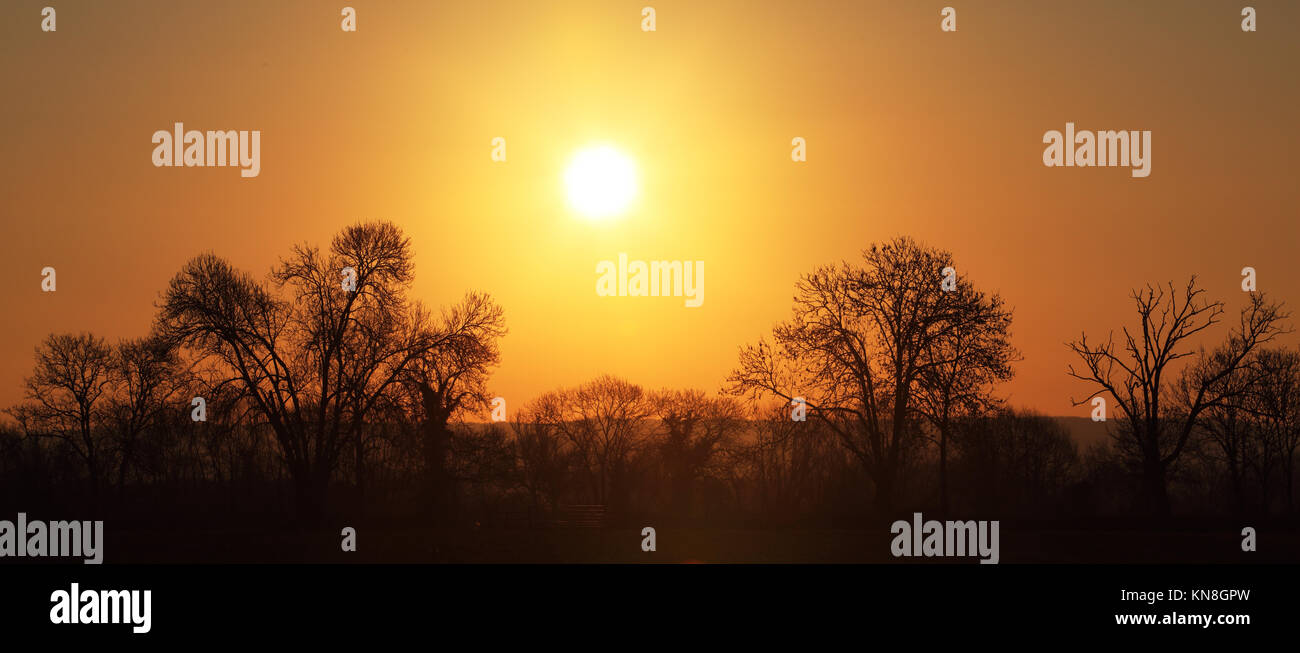 Tramonto su alberi Foto Stock