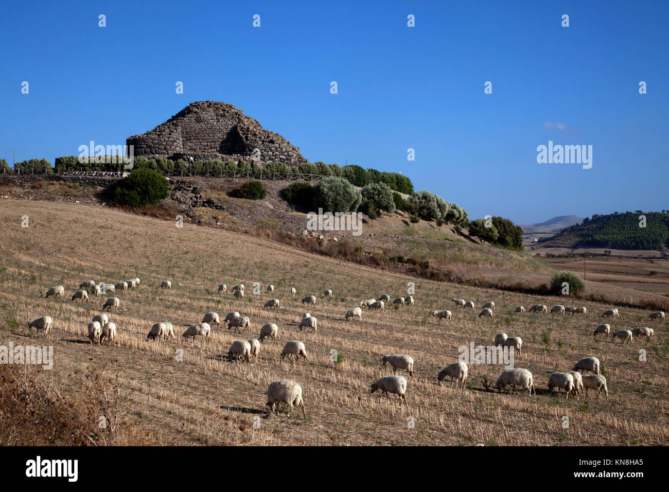 Antica megalitico di Serra Orrios villaggio nuragico in Sardegna, Italia Foto Stock