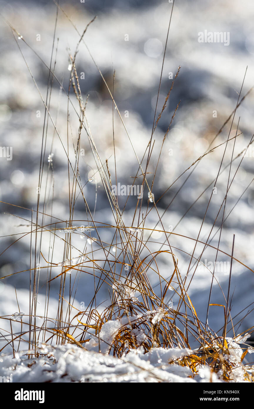 Copertura della luce della neve su erba secca Foto Stock