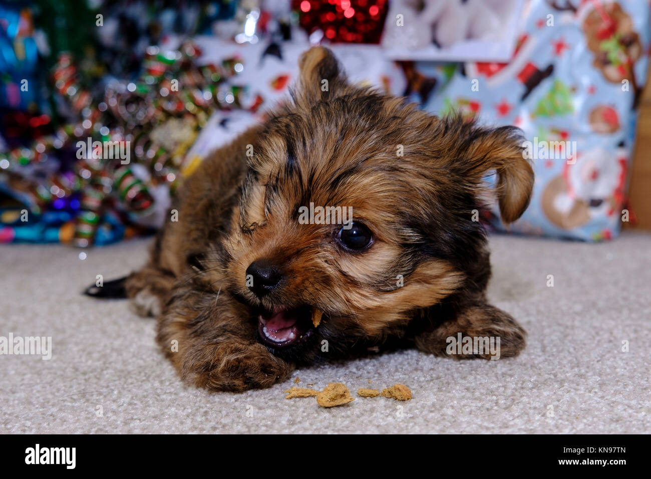 Chaulkie un incrocio tra un Yorkshire terrier e Chihuahua cane giocare sotto un albero di Natale Foto Stock
