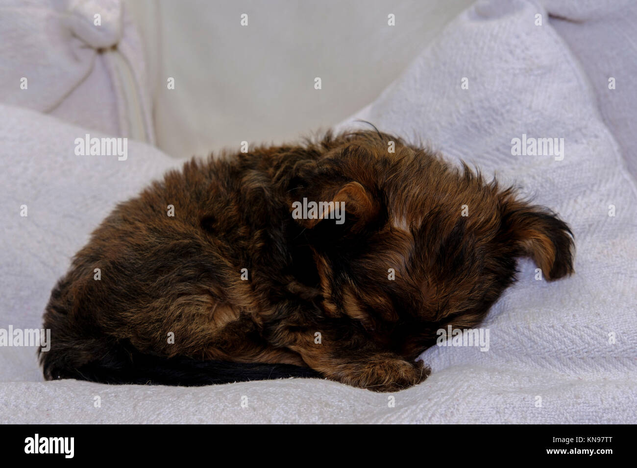 Chaulkie un incrocio tra un Yorkshire terrier e Chihuahua cane giocare sotto un albero di Natale Foto Stock