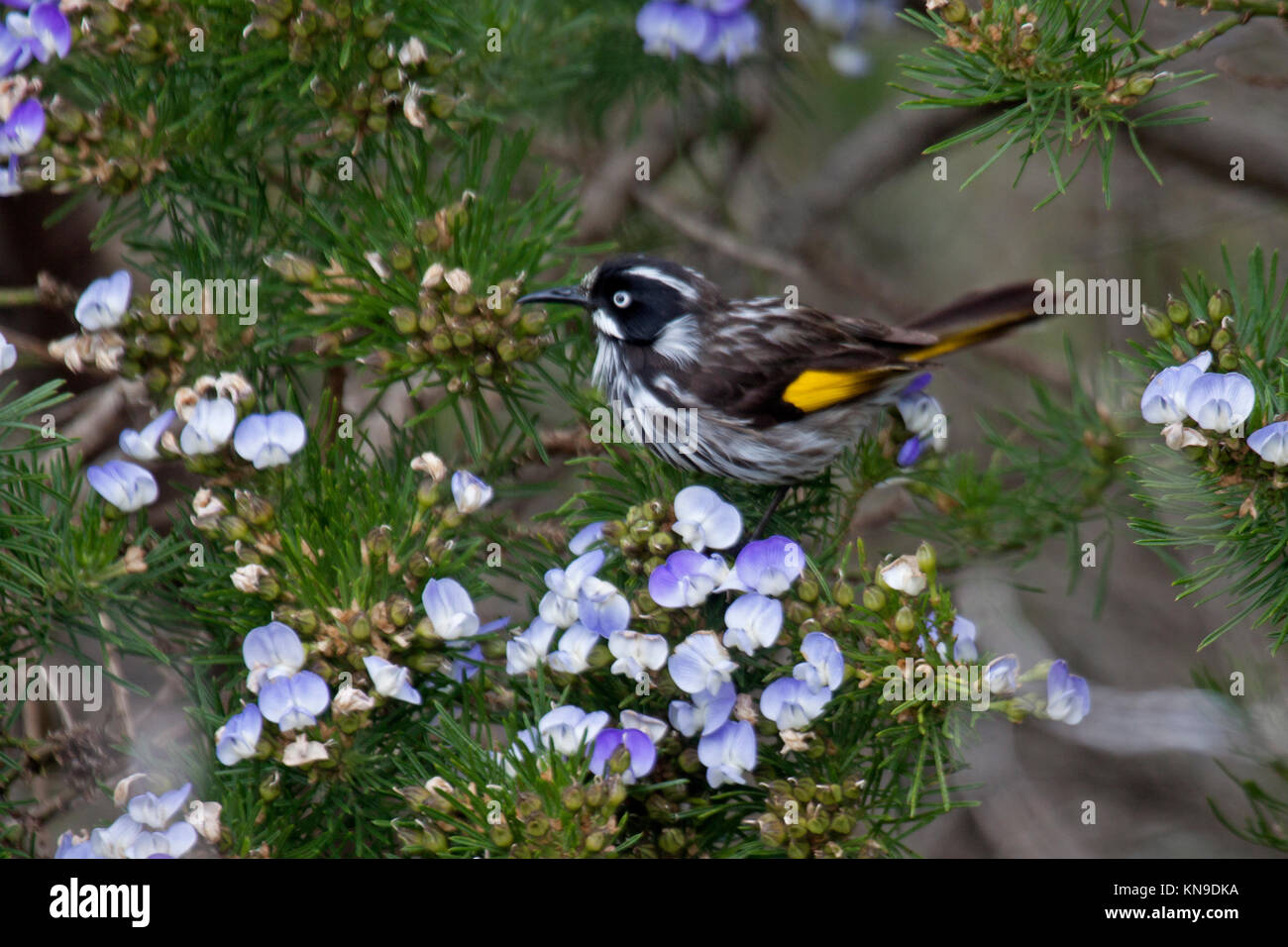 New Holland honeyeater visitando arbusto a fioritura di alimentazione su Nectar e insetti in Victoria Australia Foto Stock