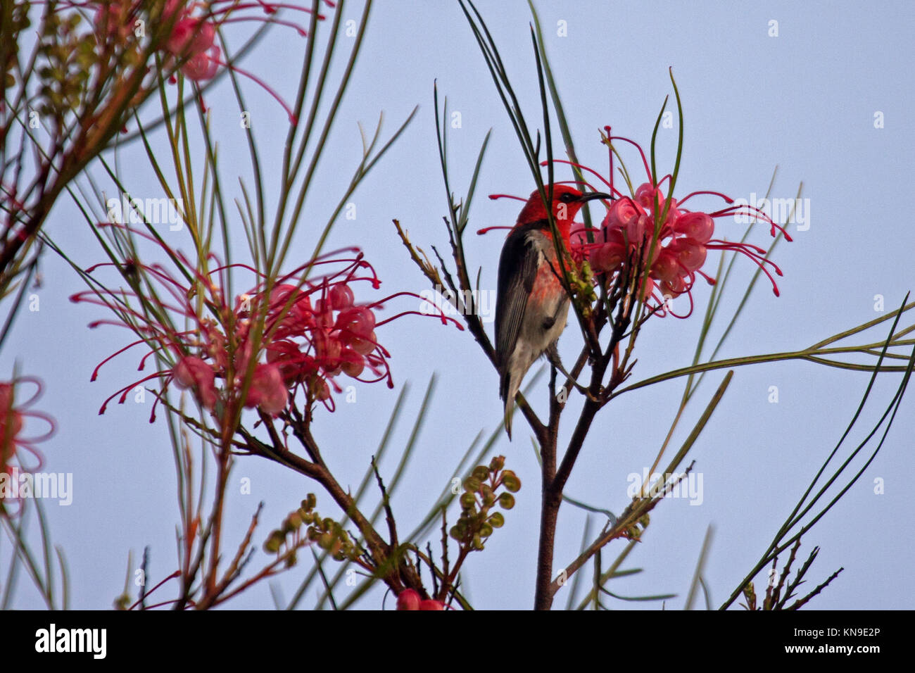 Scarlet honeyeater maschio adulto alimentando ad arbusto a fioritura nel Queensland Australia Foto Stock