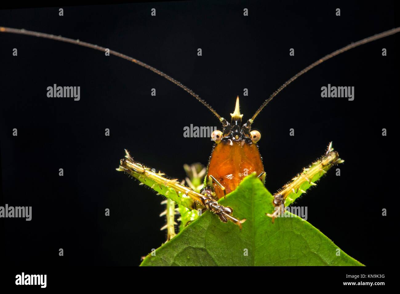 Diavolo spinoso katydid (Panacanthus vari) (Famiglia Tettigoniidae), la foresta pluviale amazzonica Canande Fiume Riserva, Choco foresta, Ecuador. Foto Stock