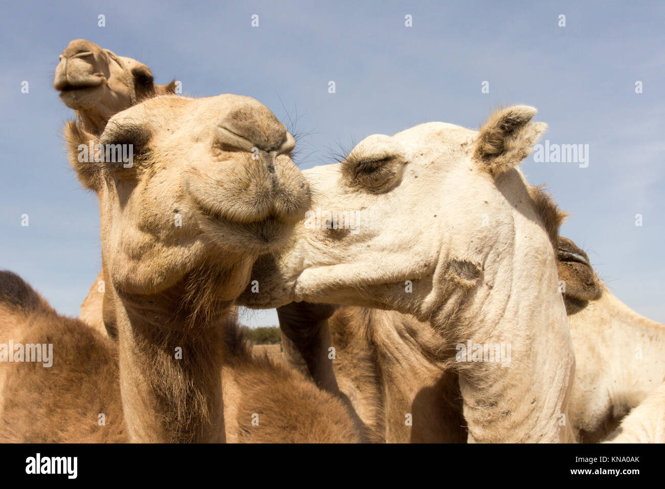 Funny cammelli, camel kissing Foto Stock