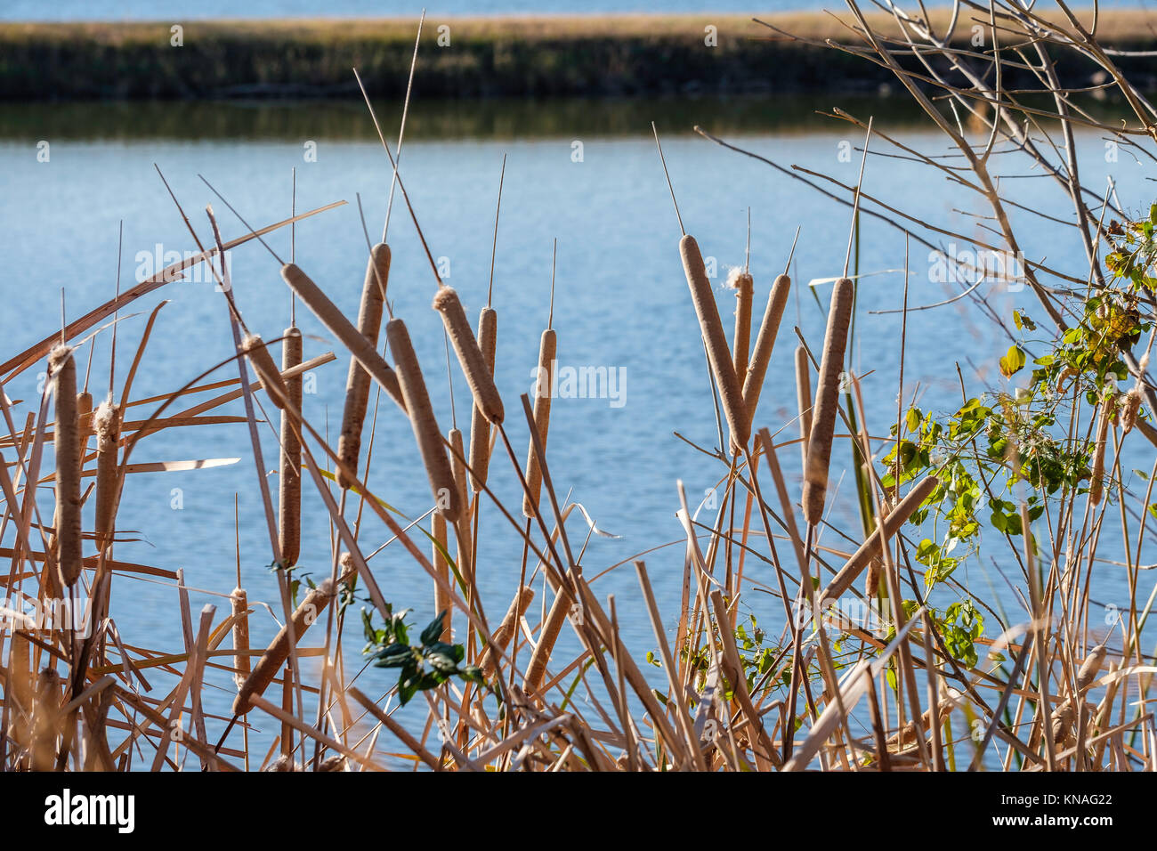 Cattails latifoglie o giunco, Typha latifolia,semi-herbacious acquatica perenne al bordo del lago Overholser, Oklahoma City, Oklahoma, Stati Uniti d'America. Foto Stock