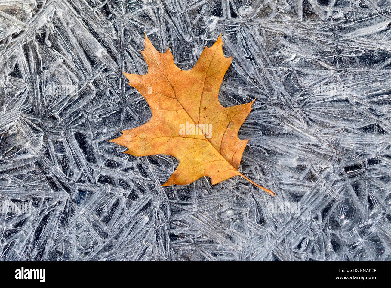 Caduto foglie di quercia su ghiaccio, sporgenze del parco statale, Iowa, USA. Foto Stock
