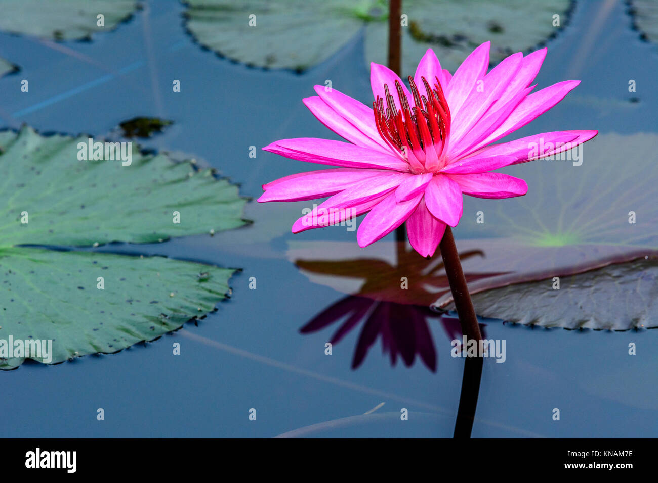 Close up viola Tropical Ninfee in uno stagno in Sg Lui Malaysia Foto Stock