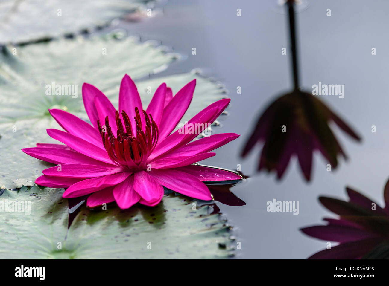 Close up viola Tropical Ninfee in uno stagno in Sg Lui Malaysia Foto Stock