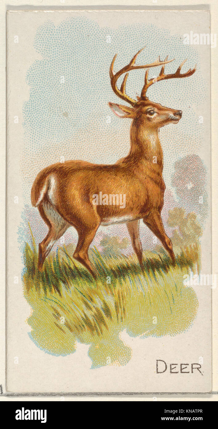 Questa illustrazione raffigura un cervo della serie dei Quadrupedi, che mostra l'animale in posa naturalistica con attenzione alle caratteristiche anatomiche per lo studio e la rappresentazione artistica. Foto Stock