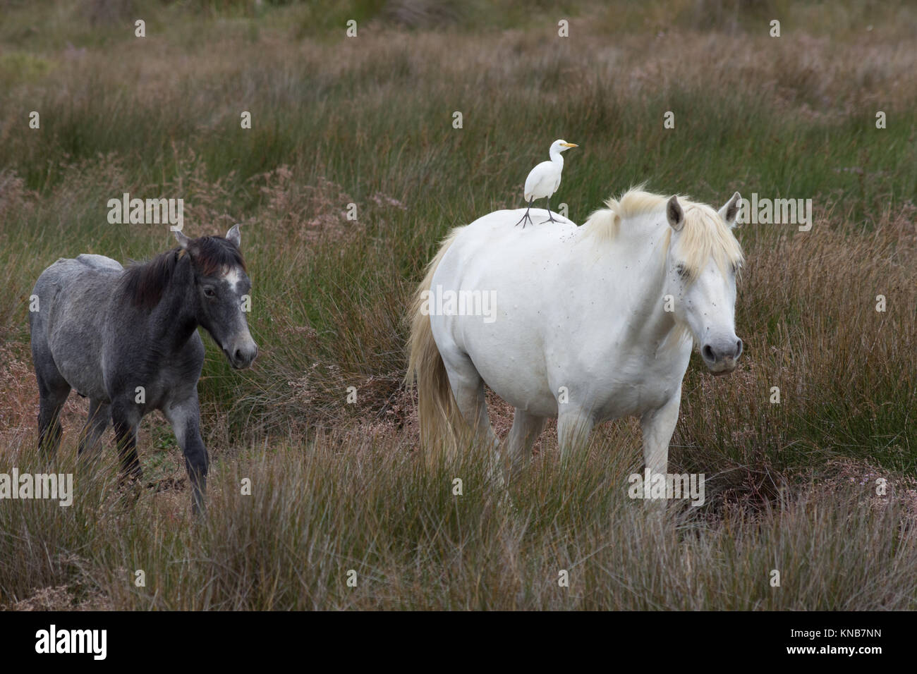 Due cavalli Camargue, un adulto e un puledro, stando in piedi in un lussureggiante campo. Il cavallo adulto ha un airone guardabuoi sul suo retro. Foto Stock