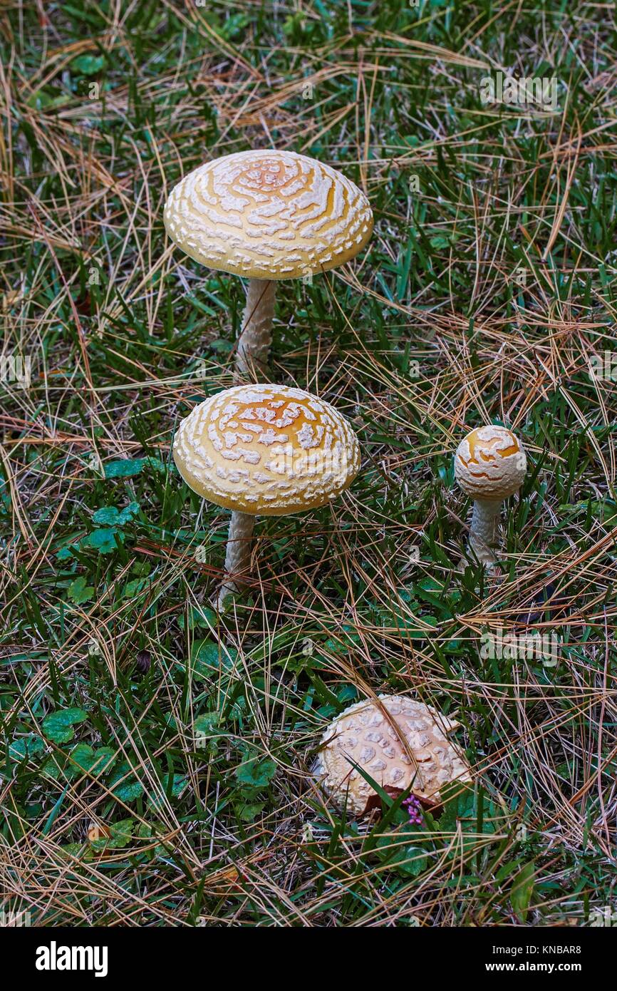 Orientale americana giallo fly agaric (amanita muscaria var. guessowii). Foto Stock