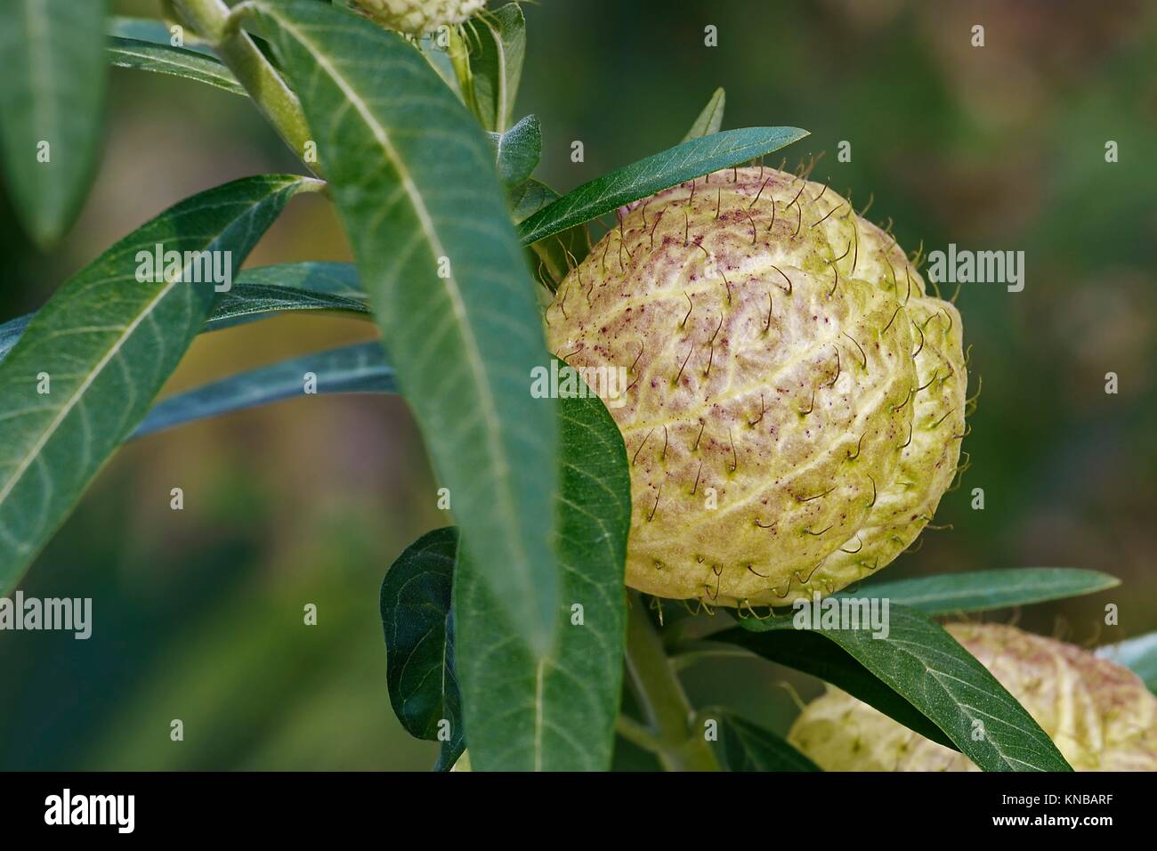 Frutta Balloonplant (Gomphocarpus physocarpus). Chiamato in cotone a palloncino-bush, Vescovo della palla, Nailhead e Swan impianto anche. Foto Stock