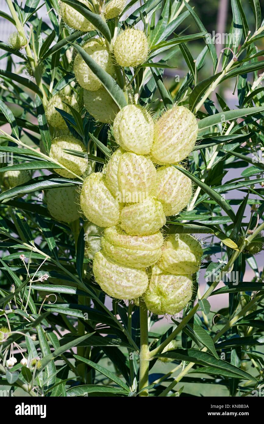 Balloonplant frutti (Gomphocarpus physocarpus). Chiamato in cotone a palloncino-bush, Vescovo della palla, Nailhead e Swan impianto anche. Foto Stock