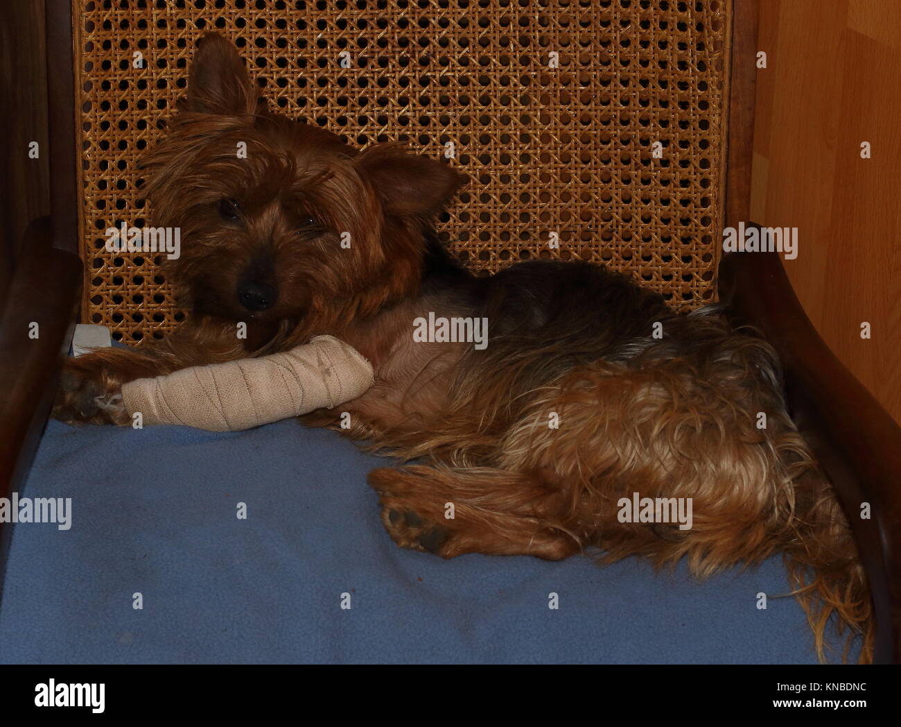 Piccolo Cane marrone con un bendato gamba anteriore giace su un cuscino blu su una comoda sedia, immagine in formato orizzontale Foto Stock