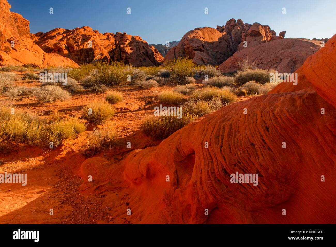 Weathered rocce rosse formazioni nel deserto, la Valle del Fuoco del parco statale, Nevada, Stati Uniti d'America. Foto Stock