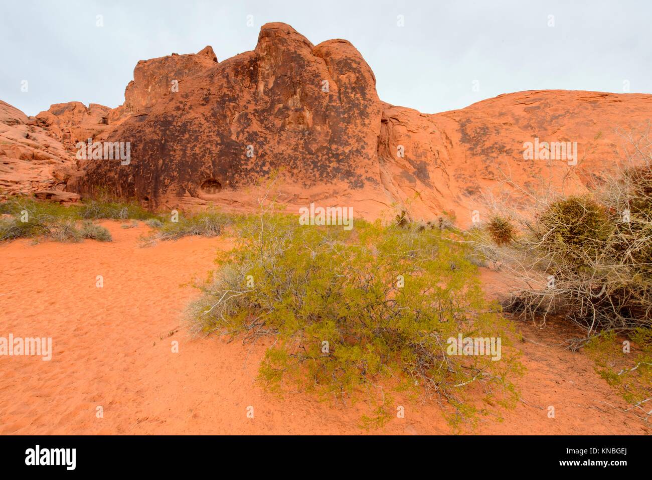 Weathered red formazioni rocciose nel deserto, la Valle del Fuoco del parco statale, Nevada, Stati Uniti d'America. Foto Stock