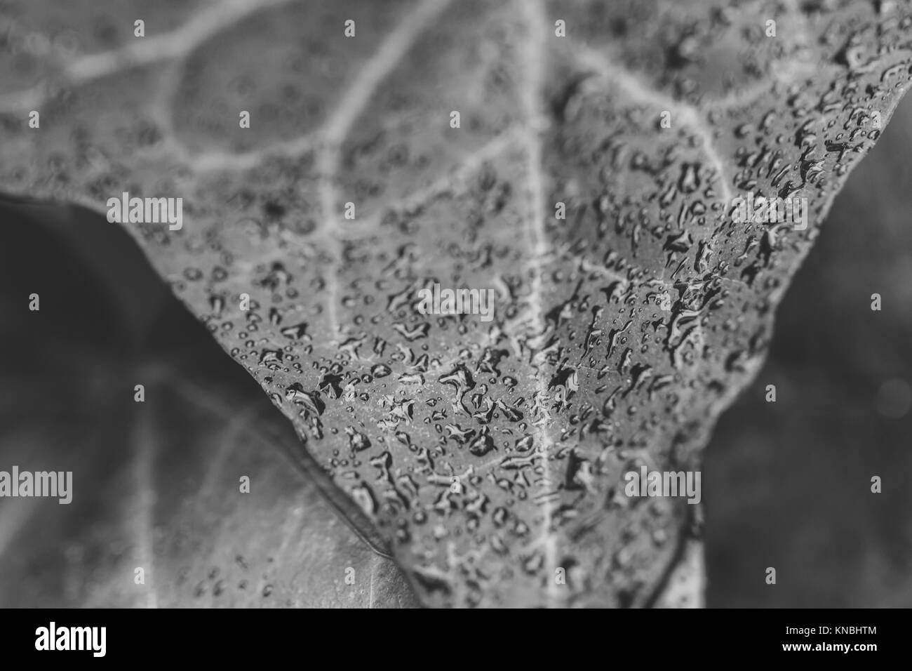 Foto macro della foglia bagnata. La fotografia in bianco e nero. Foto Stock