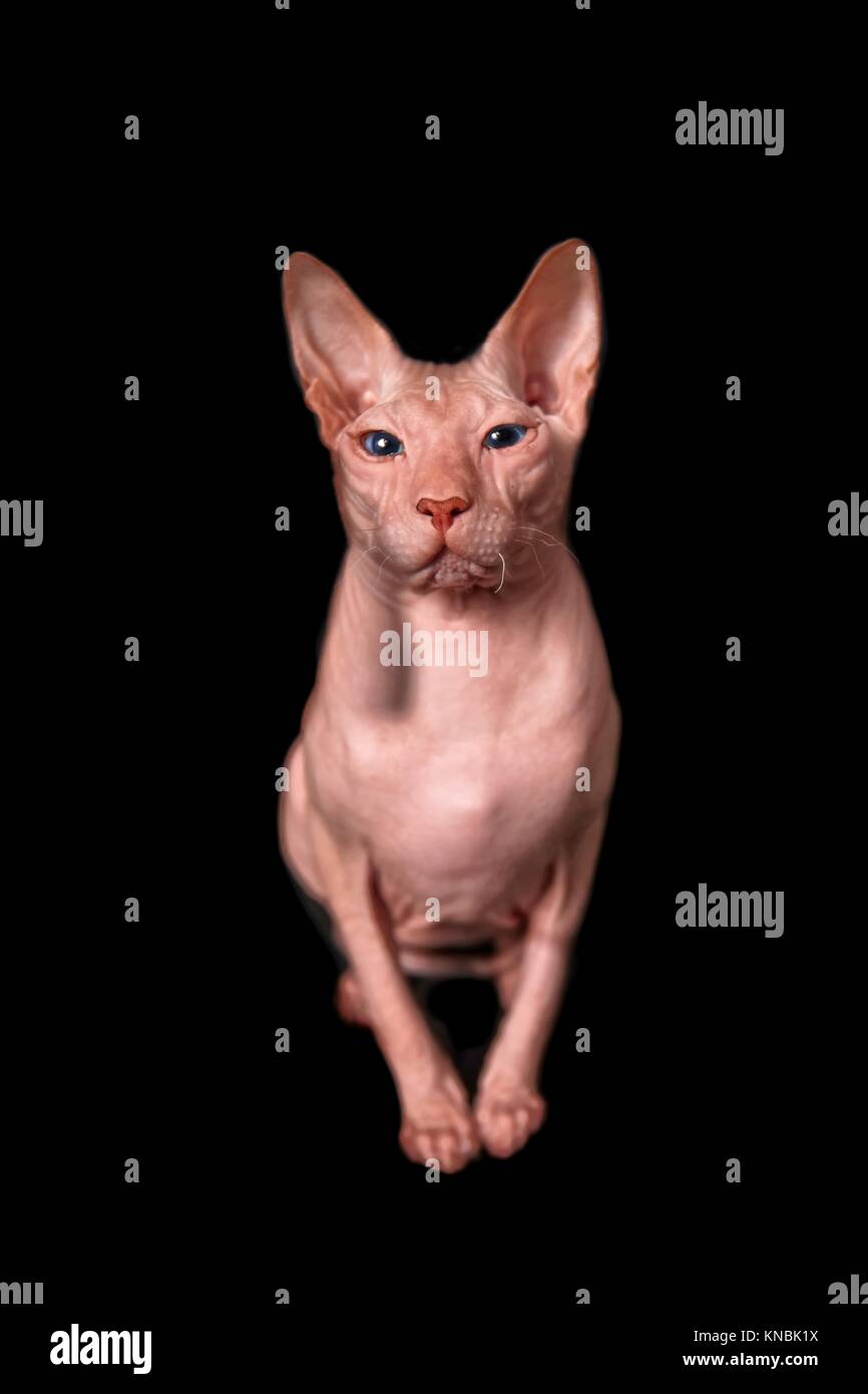 Don Sphinx Cat guarda la fotocamera e isolato su nero Foto Stock