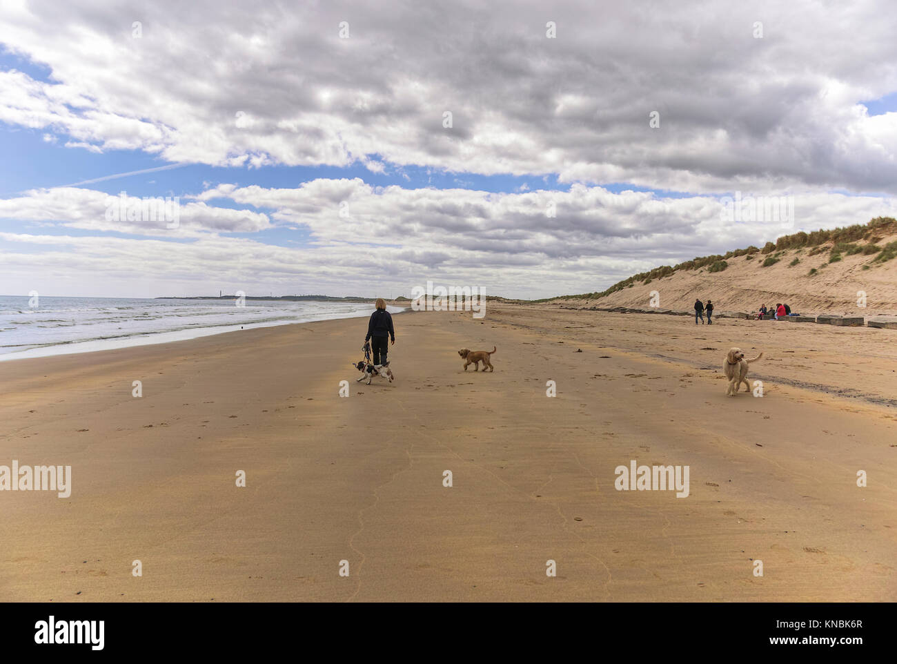 Una persona che cammina cani sulla spiaggia di una baia Druridge su una soleggiata giornata di primavera. Foto Stock